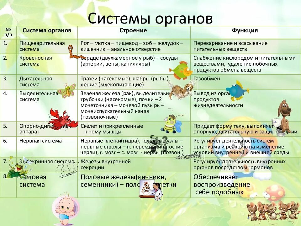 Строение и жизнедеятельность органов и систем органов. Таблица по биологии система органов органы функции. Таблица система органов животных 6 класс биология. Таблица по биологии строение и функции систем органов животных. Таблица по биологии 6 класс система органов органы и функции.