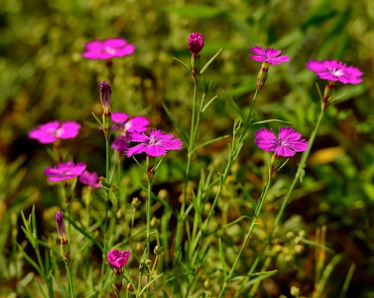 Гвоздика травянка Луговая. Гвоздика травянка (Dianthus deltoides). Гвоздика Полевая. Dianthus pratensis. Название диких цветов