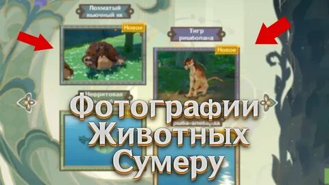 Где найти 4 животных