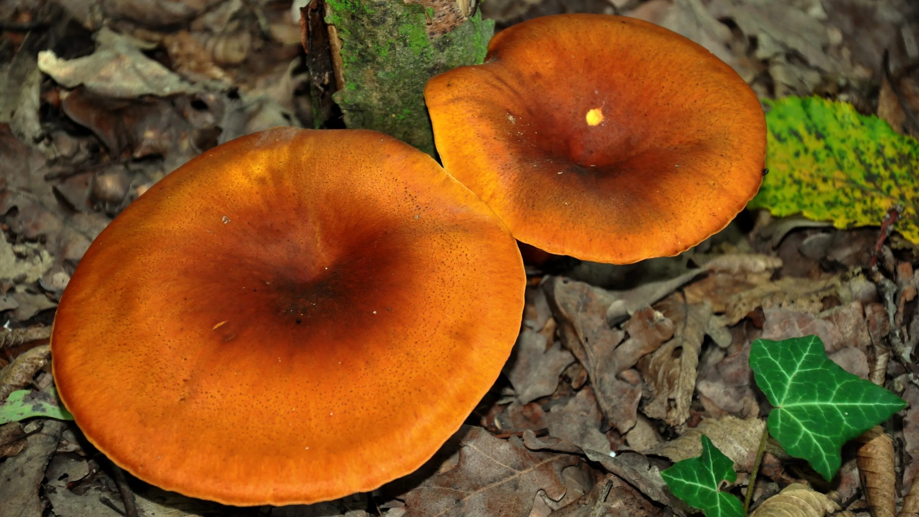 Wallpaper : orange, mushroom, pilze, aleuriaaurantia, gemeinerorangebecherling 5