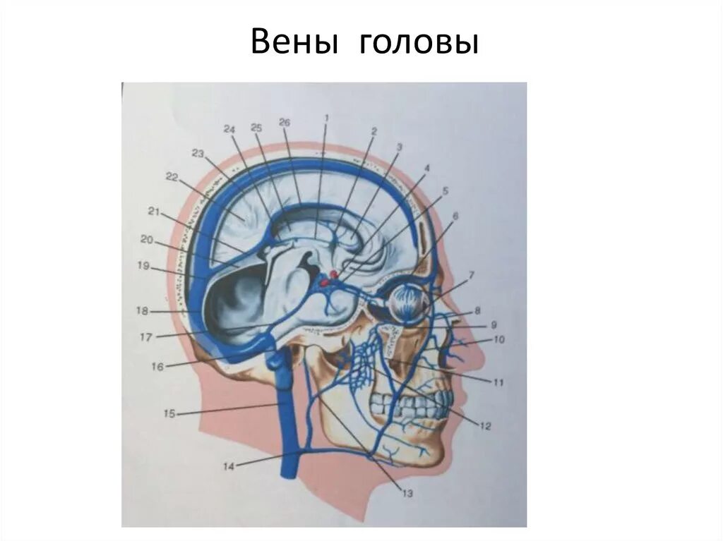 Верхние вены мозга. Вены головы и шеи анатомия. Поверхностные вены головы.