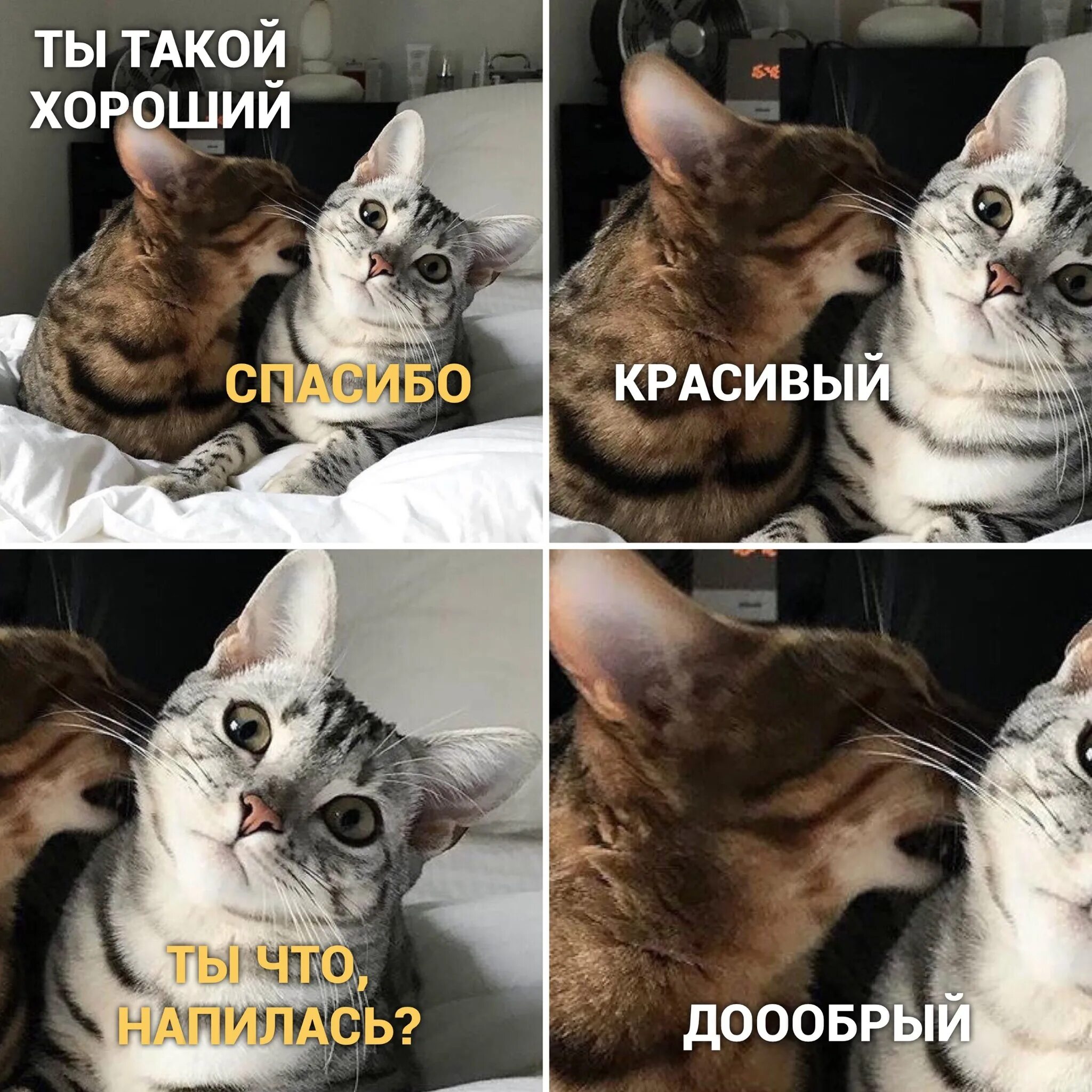Мемы про котят. Кот Мем. Мемы с котиками. Кот из мемы. Смешные мемы с котами.