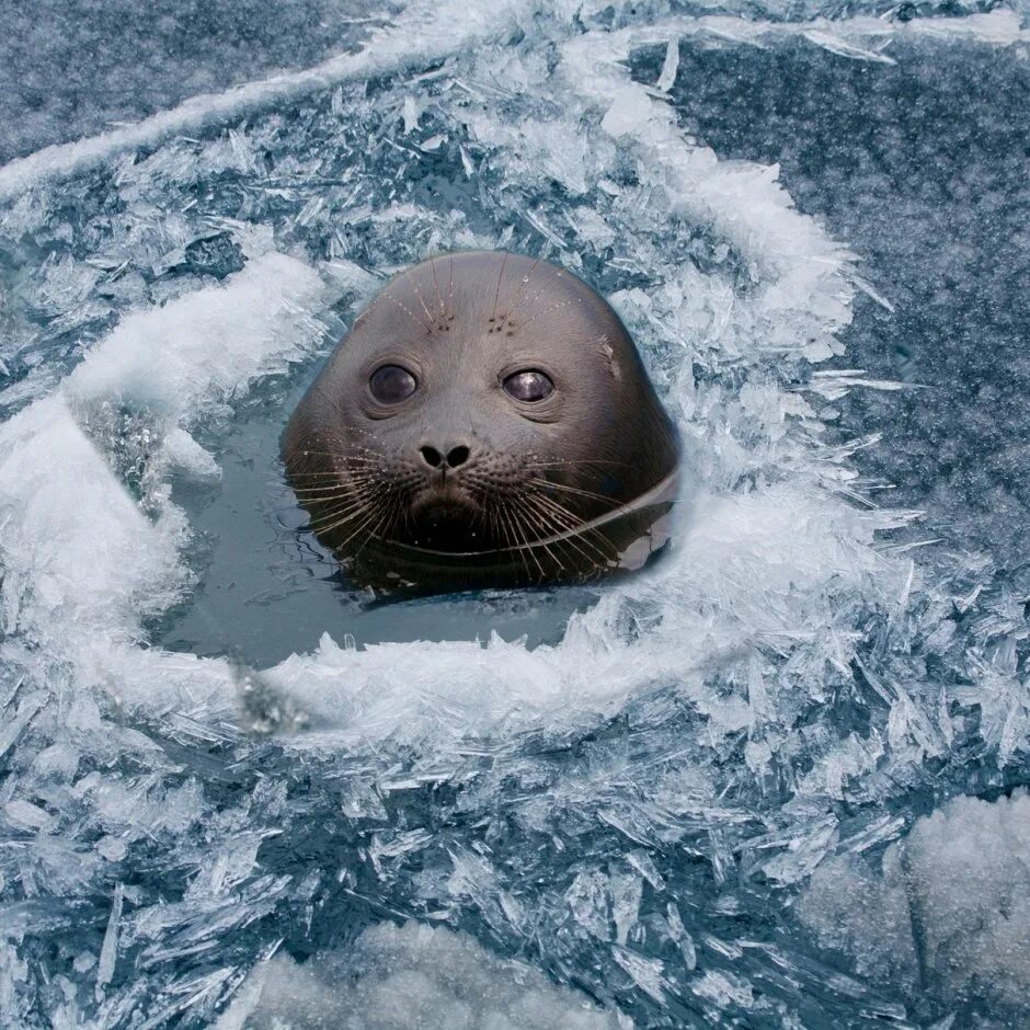 Где водятся нерпы