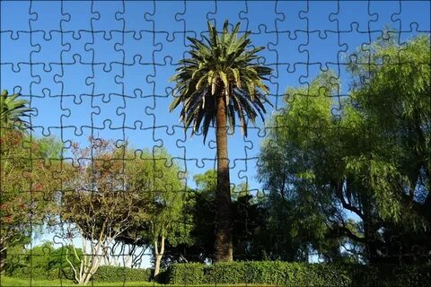 Too tree