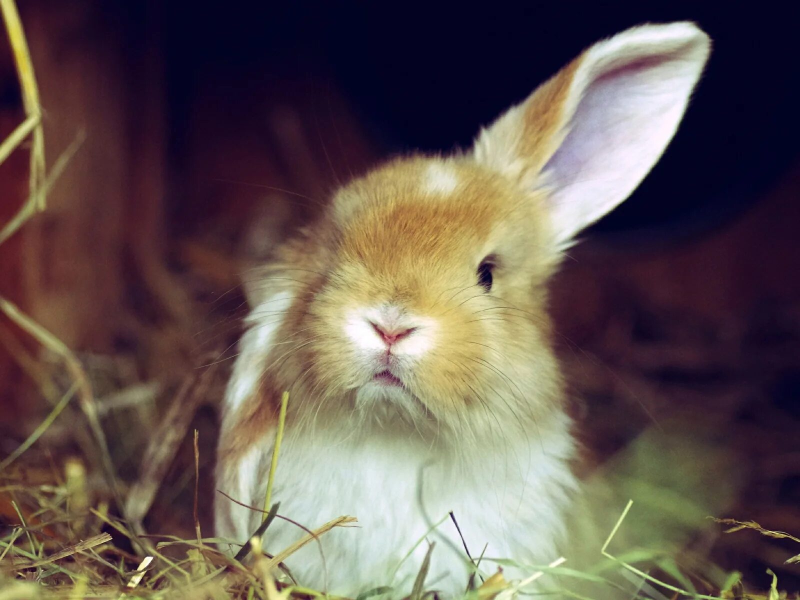 Декоративный кролик. Раббит кролик. Валакас кроль. Голландский карликовый вислоухий кролик. Кролик фото.