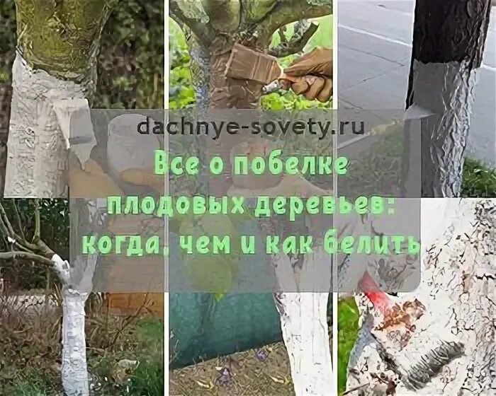 При какой температуре красят деревья осенью. Побелка деревьев на какую высоту. побелка деревьев открытка. на какую высоту белить плодовые деревья весной. надо ди белить плодовые деревья.