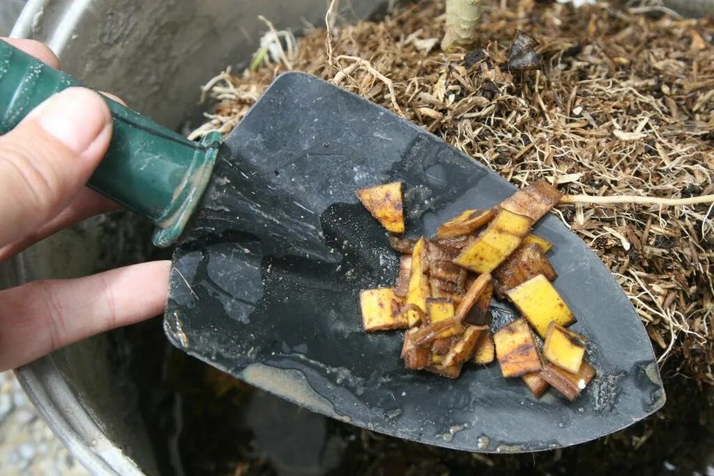 Подкормка из кожуры банана для рассады. Удобрение из кожуры банана. удобрение из банановых корок. банановая кожура удобрение. удобрение из кожуры банана для комнатных.