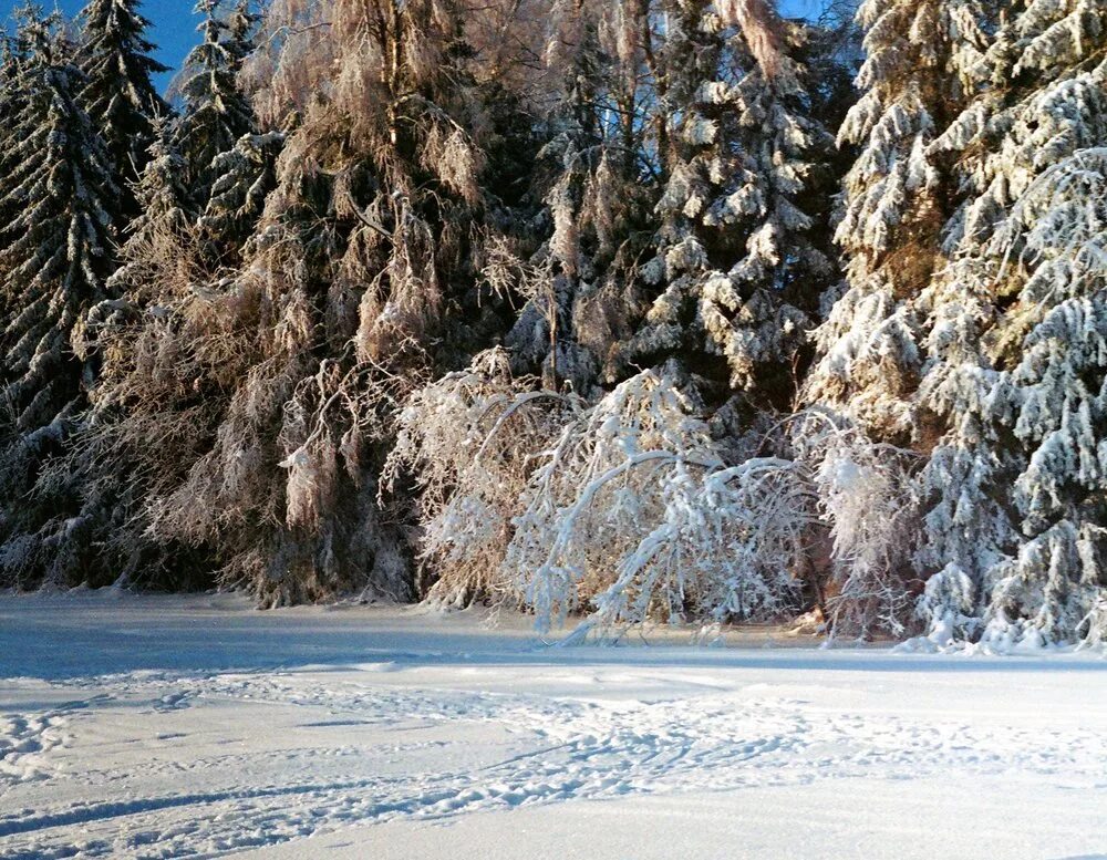 Чародейку под зимою. Чародейкою зимою иллюстрации. Очарованный лес зимой. Чародейкою зимою околдован лес. Зима - чародейка.
