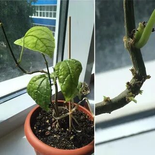 Черенки клеродендрума
