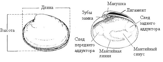 Строение раковины гребешка. Двустворчатые моллюски строение раковины. внутреннее строение раковины беззубки. строение морского гребешка схема. строение раковины морского гребешка.