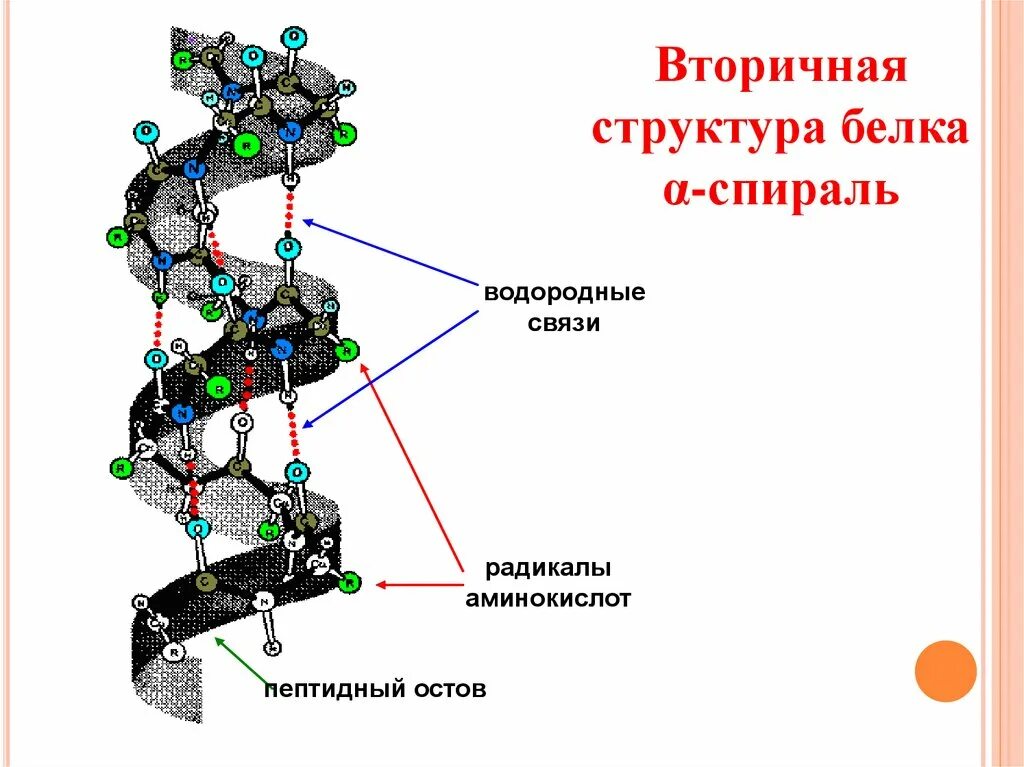 Альфа-спираль структура белка. Альфа и бета спираль вторичной структуры белка. Альфа спираль вторичной структуры белка. Вторичная структура белков - α-спирали и β-структуры.. Б спираль белка