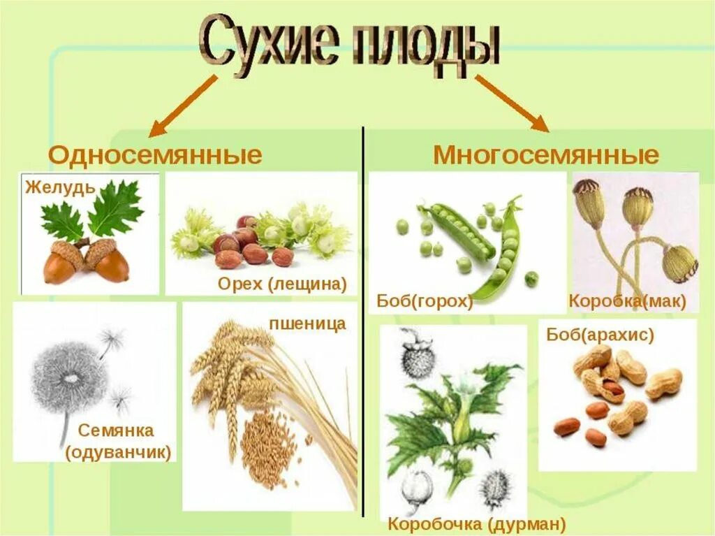 Какие из перечисленных плодов сухие. Сухие односемянные плоды биология 6 класс. Односемянные и многосемянные плоды. Сухие плоды односемянные и многосемянные. Односеменные и многосеменные плрды.