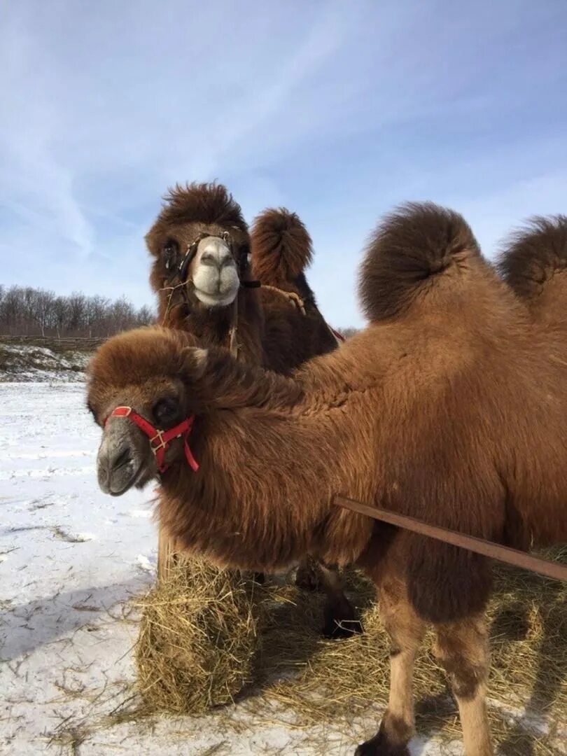 Парк кудыкина гора змей горыныч. Парк кудыкина гора змей горыныч. Задонск парк кудыкина гора. Парк кудыкина гора в липецкой области. Кудыкина гора сафари.