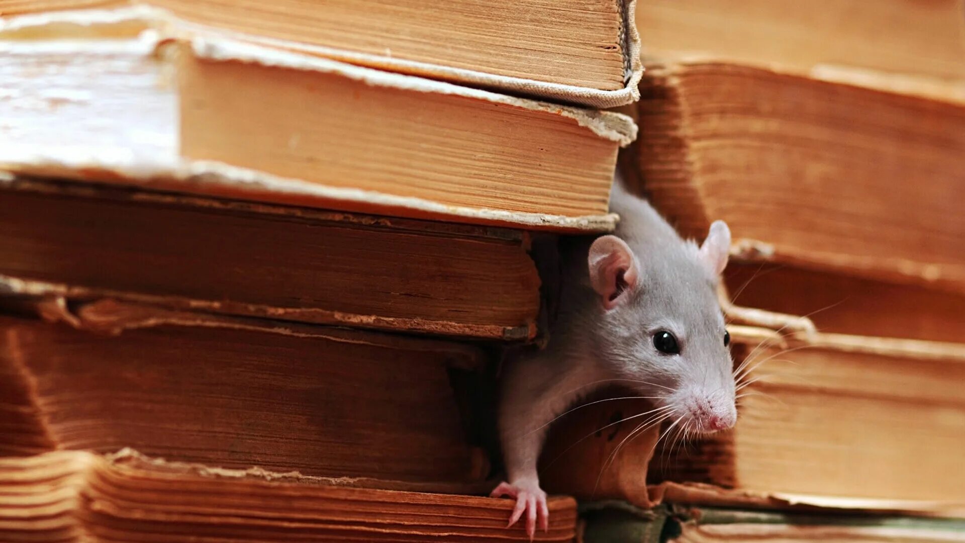 Мыши обгрызли. Крыса в библиотеке. Мышка в библиотеке. Мышь выглядывает. Архивная крыса.