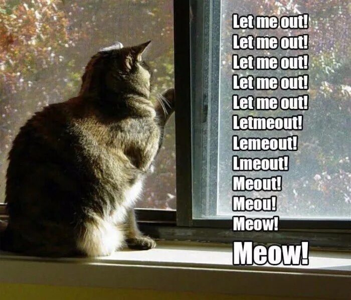 Left me out перевод. Let me out. let me out мем. кот в ауте. let me out [bbben].