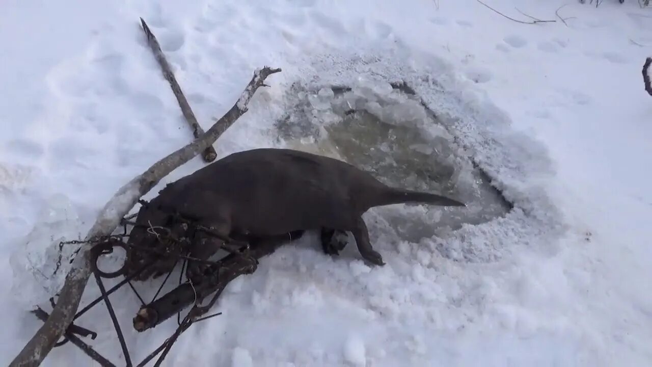 Бобр капканом видео. Зимняя охота на бобра с капканами.