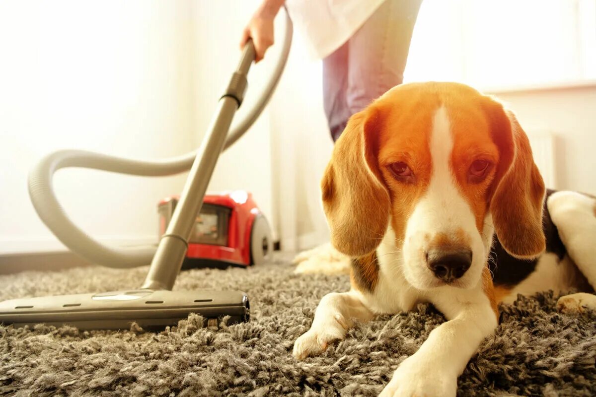 Pet cleaning. Пылесос для собак. Собака пылесосит. Собачка на пылесосе. Собака боится пылесоса.