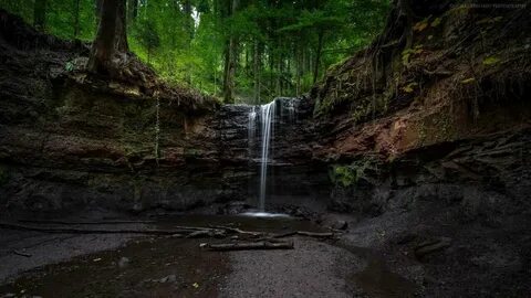 Forest 8