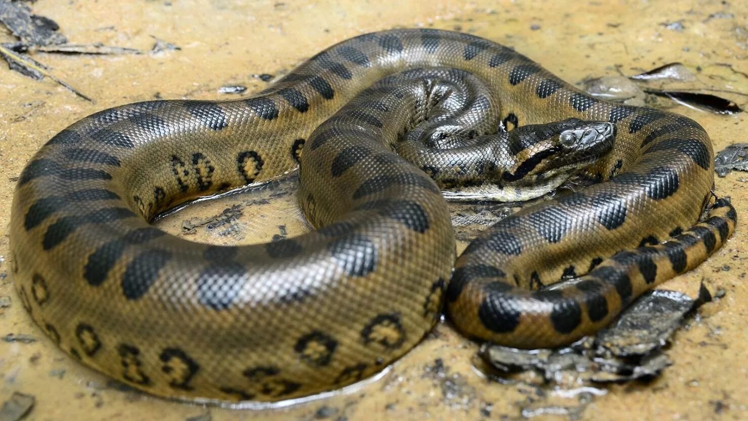 Длинна анаконды. Анаконда змея. Анаконда eunectes murinus. Зеленая Анаконда (eunectes murinus).