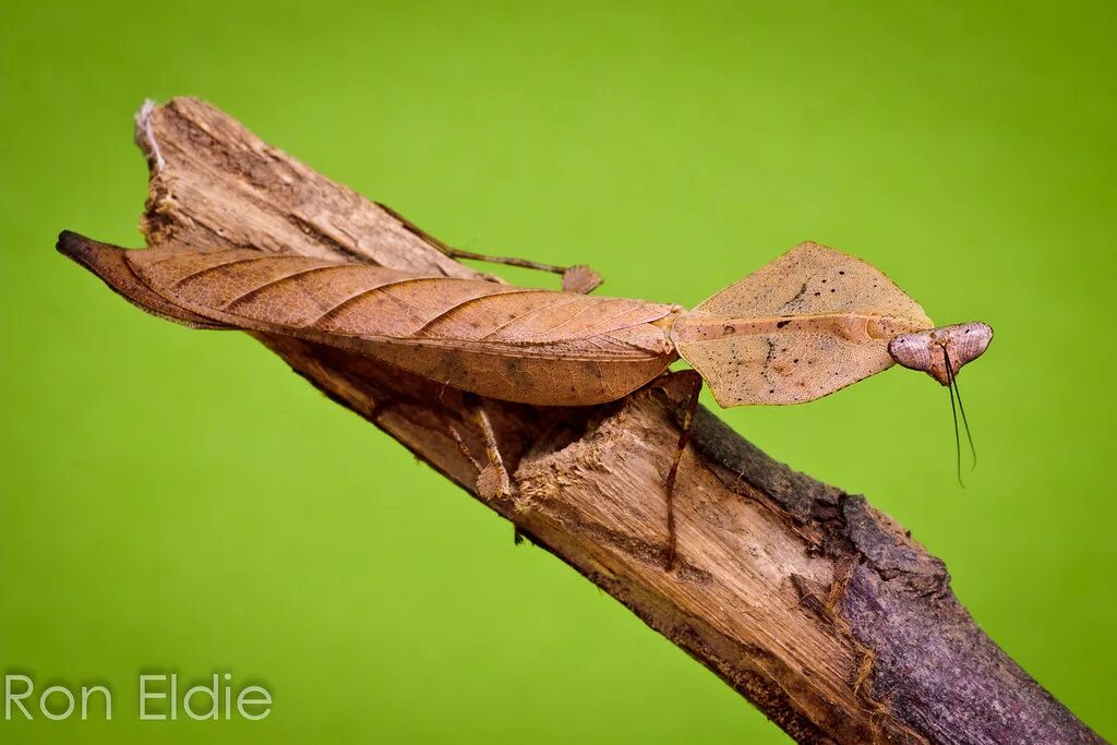 Богомол Deroplatys lobata. Dead Leaf Mantis. Листохвостый геккон. Бабочка ленточник Мимикрия.