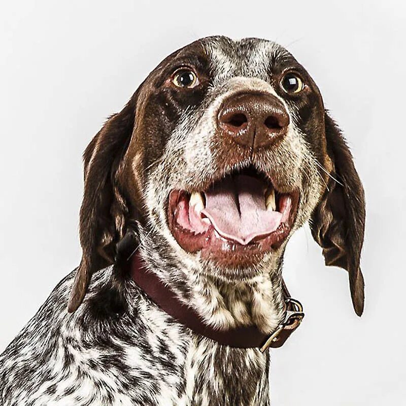 Кинг чарльз спаниель бленхейм. Порода собак голден ретривер. Собака заголовка. Бордер-колли. Бершидский терьер.