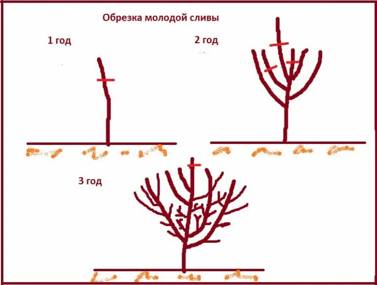 Обрезают ли сливу. Обрезать сливу осенью схема. Обрезка плодовых деревьев слива весной.