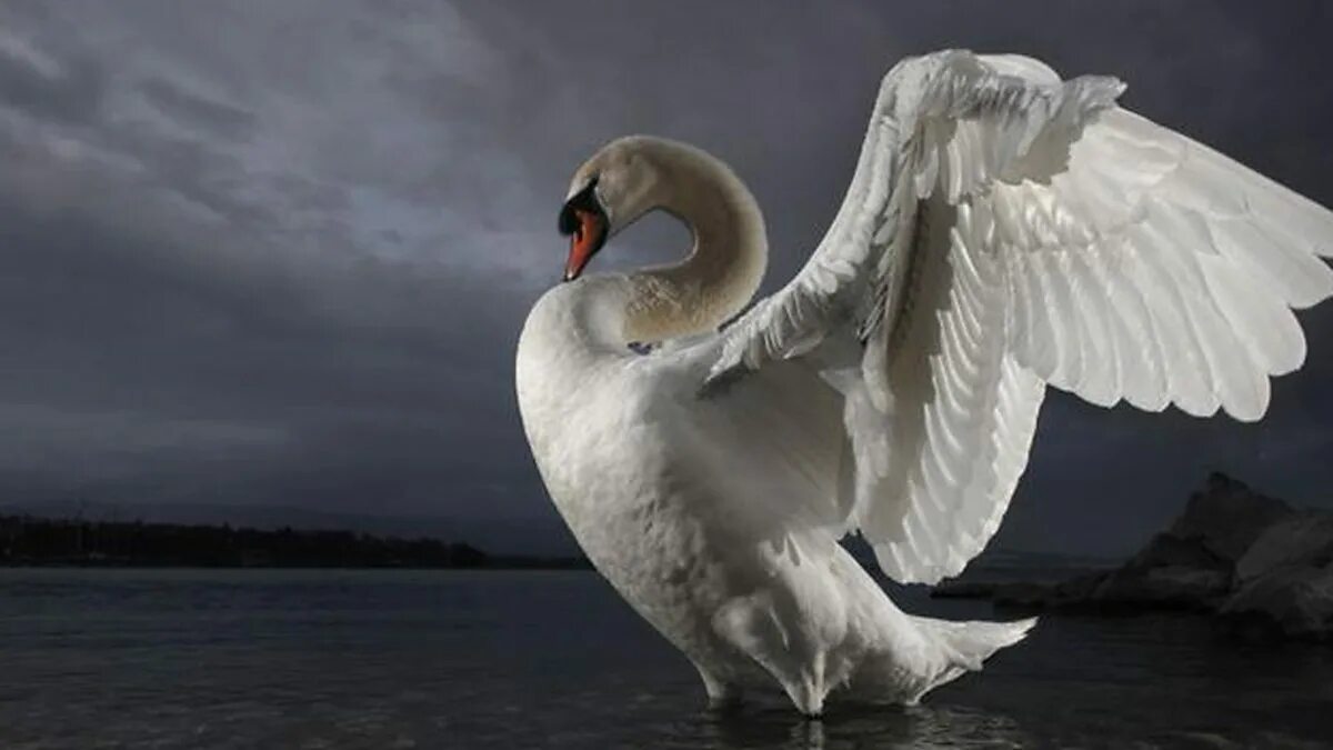 лебедь хср билд. рубикон прайм билд на террориста. лебедь хср билд. лебедь хср билд. парные камы прайм билд 2020.