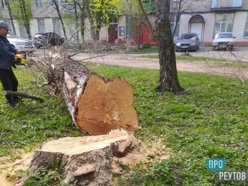 Спиленное дерево у МКД. Неудачно спилил дерево. Аварийное дерево упало на дом. Спил деревьев во Франции. Спил деревьев на придомовой территории