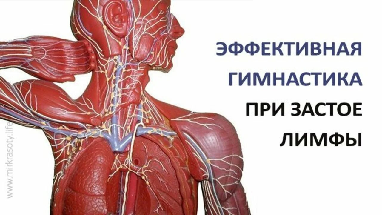 Упражнения при застое лимфы. Тренировка для лимфатической системы. Улучшаем лимфоотток упражнения. Застой лимфатической системы. Застоявшейся лимфы