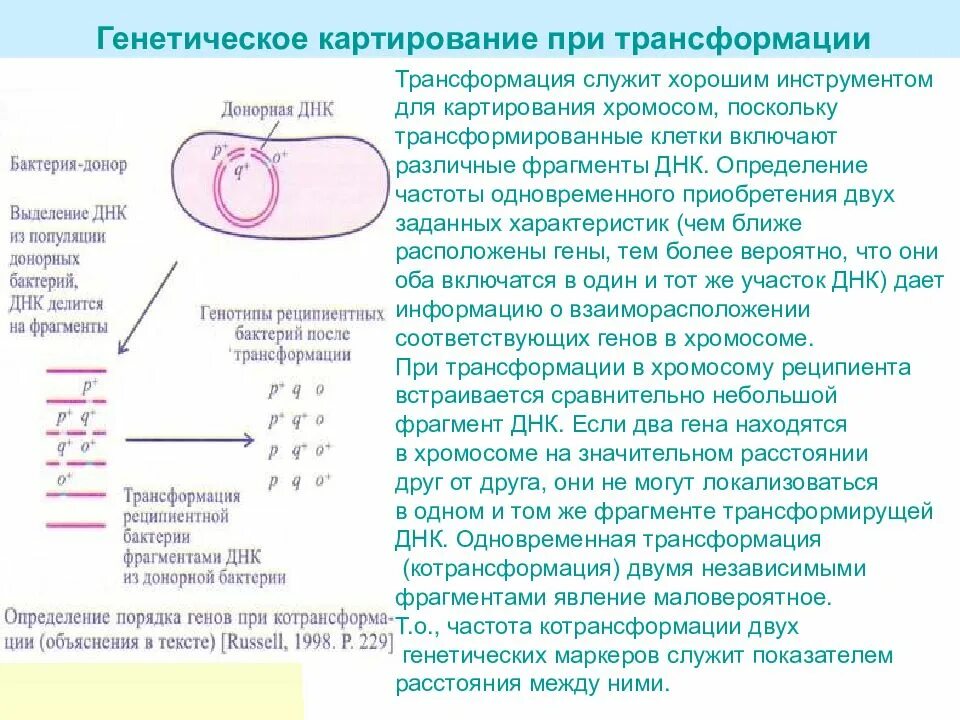 Принципы картирования хромосом. Генетическое картирование эукариот. Генетическое картирование генетика. Картирование хромосом бактерий. Наследственный перенос