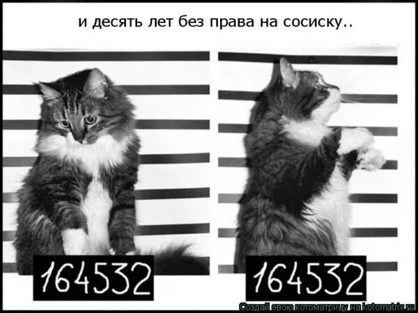 Мем кот с табличкой Кот с табличкой Кот С Табличкой Мем.