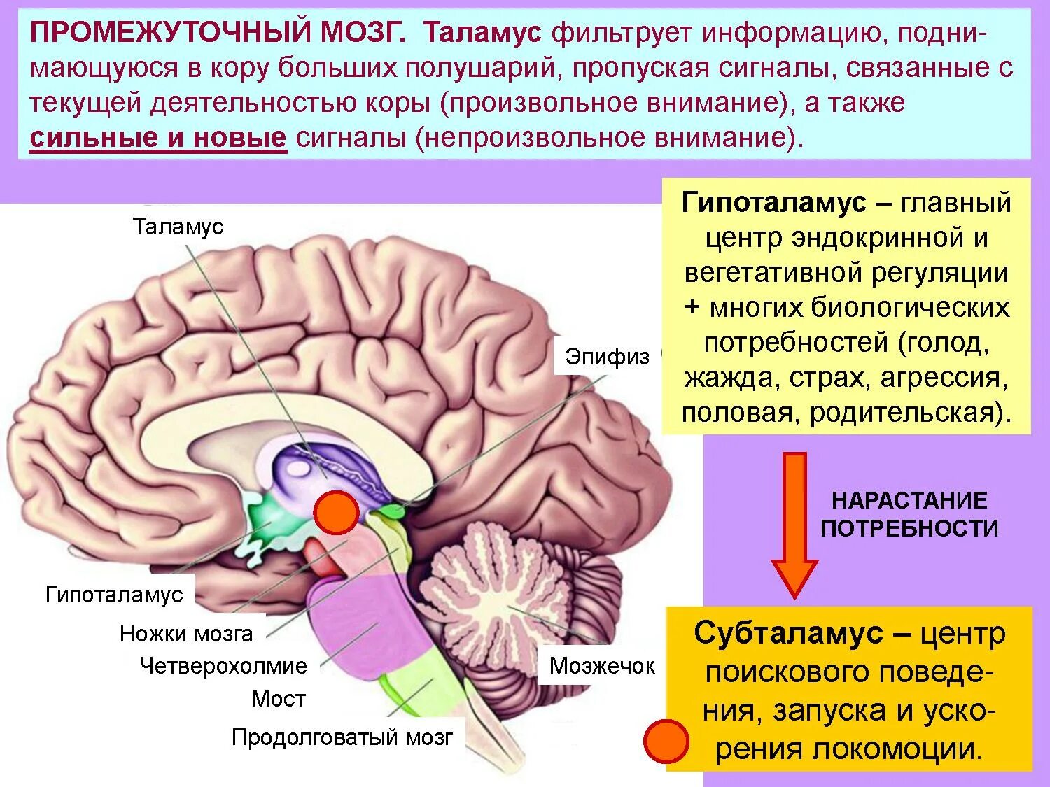Эпиталамус и субталамус. Промежуточный мозг строение. Промежуточный мозг схема. Функции промежуточного мозга.