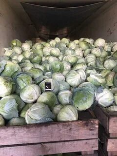 Продам капусту