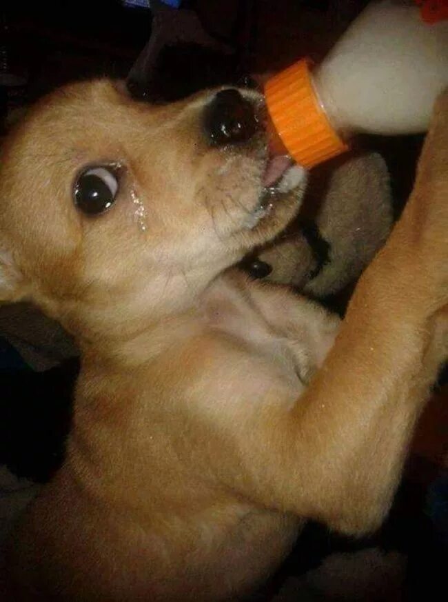 У них нет чувств