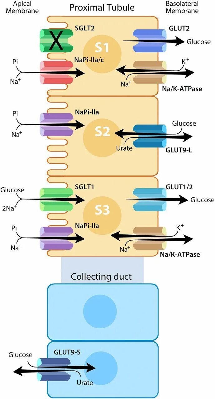 Ингибитор sglt2 Япония. Натрий глюкозный котранспортер. Sglt2. Sglt2 механизм действия. Ингибиторы глюкозного котранспортера