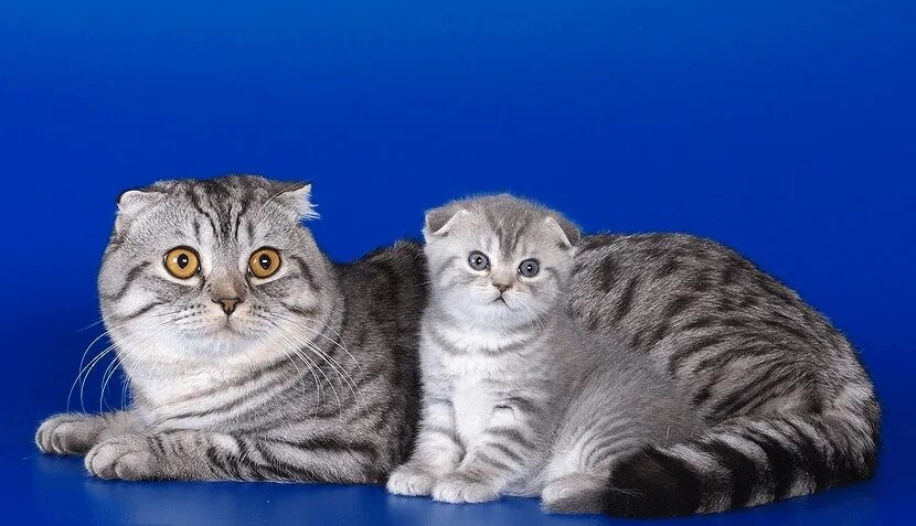 Photo album: From the Cattery - Cats breeders, Day&Night Cattery,Scottish fold,k