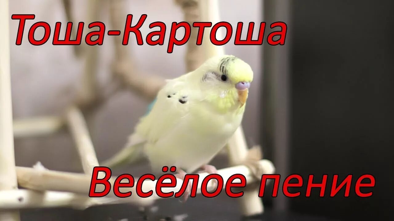 Веселое пение попугая. Попугай Тоша. Пение волнистого попугая Тоши. Веселое пение попугая Тоши. Весёлое пение волнистых попугаев Тоши и Ксюши.