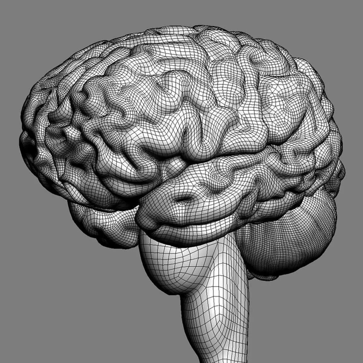 Модель головного мозга. Модель человеческого мозга.