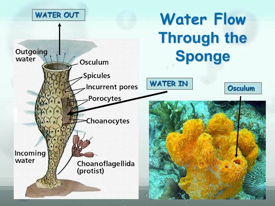 Джгутикові клітини багатоклітинних губок. №120. Water out. Water out. Water out.