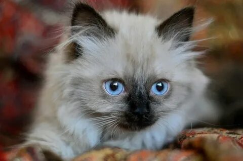 Кошка твои глаза