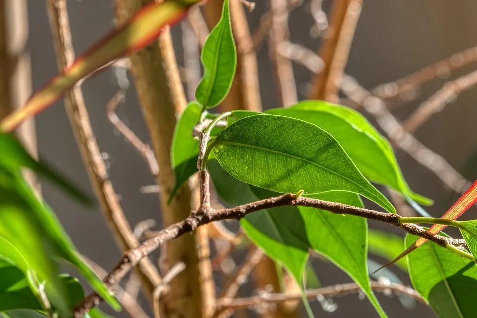 Фикус дает листья. Млечный фикус. ficus leaf. лист фикуса. фикус с зелеными листьями.