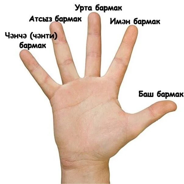 Second main. Название пальцев на руке. Название пальцев на латыни. Название пальцев на французском. Название пальцев на руке на латинском.