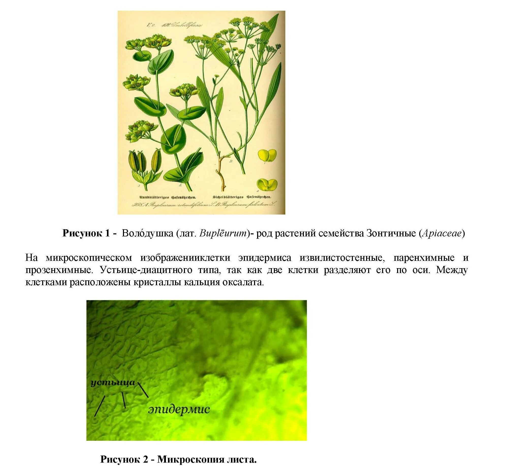 Макроскопический анализ лекарственного растительного. Трава володушки микроскопия. Володушка многожильчатая микроскопия. Володушка микроскопия. Микроскопический анализ травы.