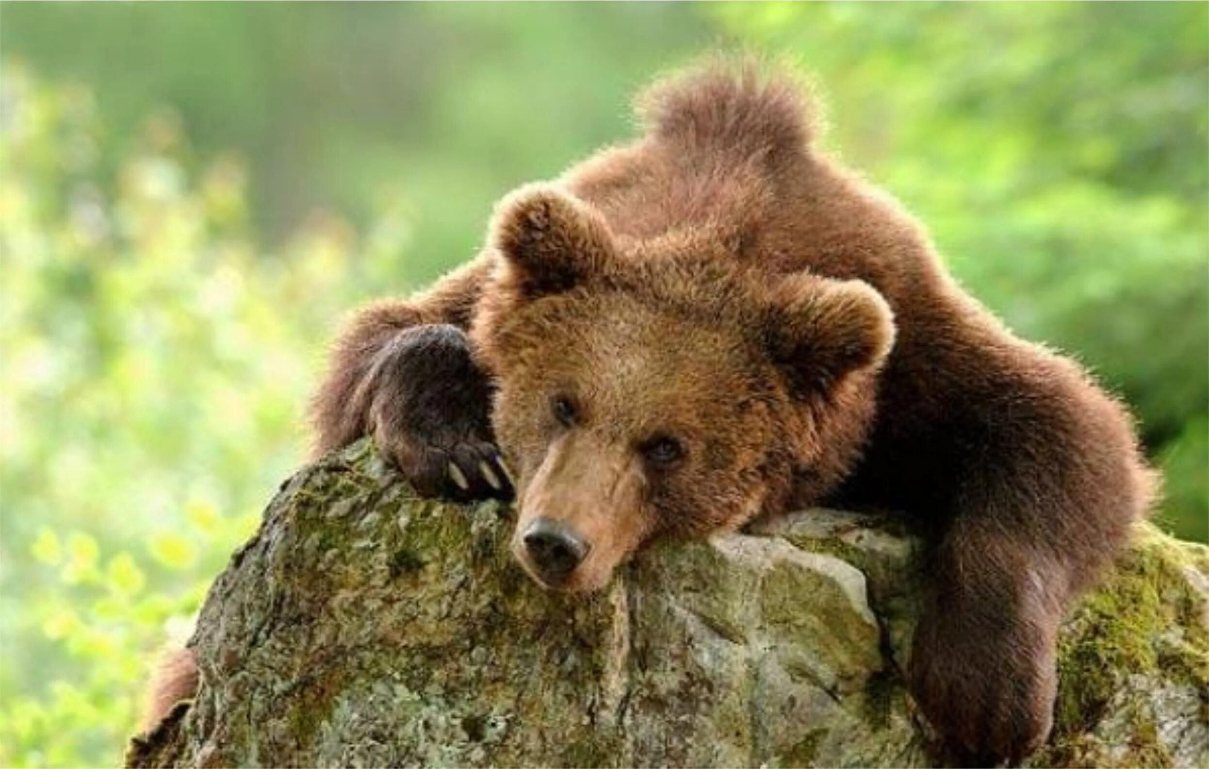 Кавказский бурый медведь. Закавказский бурый медведь. Бурый медведь Краснодарского края. Медведь субтропики.