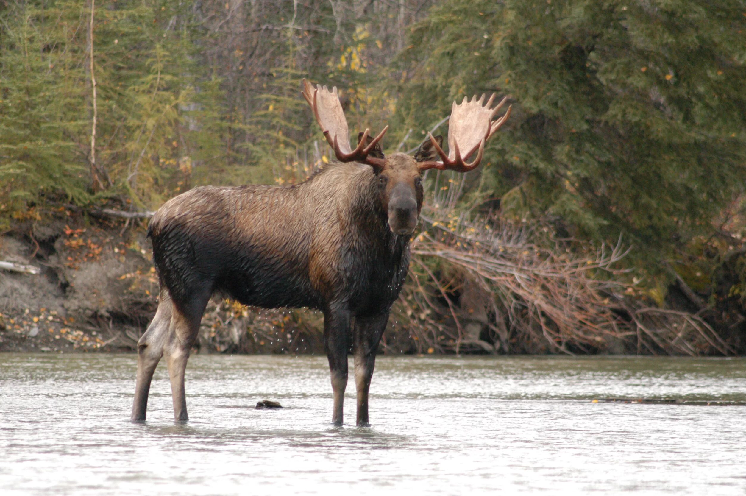 лось в марий эл. лось в профиль. лось на болоте. европейский лось. лось стоит.