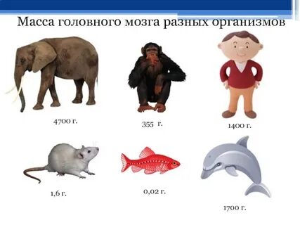 Масса головного