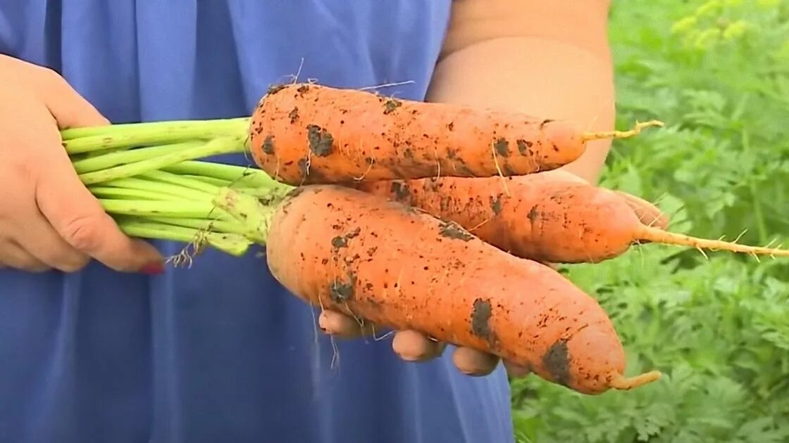 Морковь Урожайная. Морковь посевная. Садим морковь. Морковь в открытом грунте. В каком месяце сажают морковь