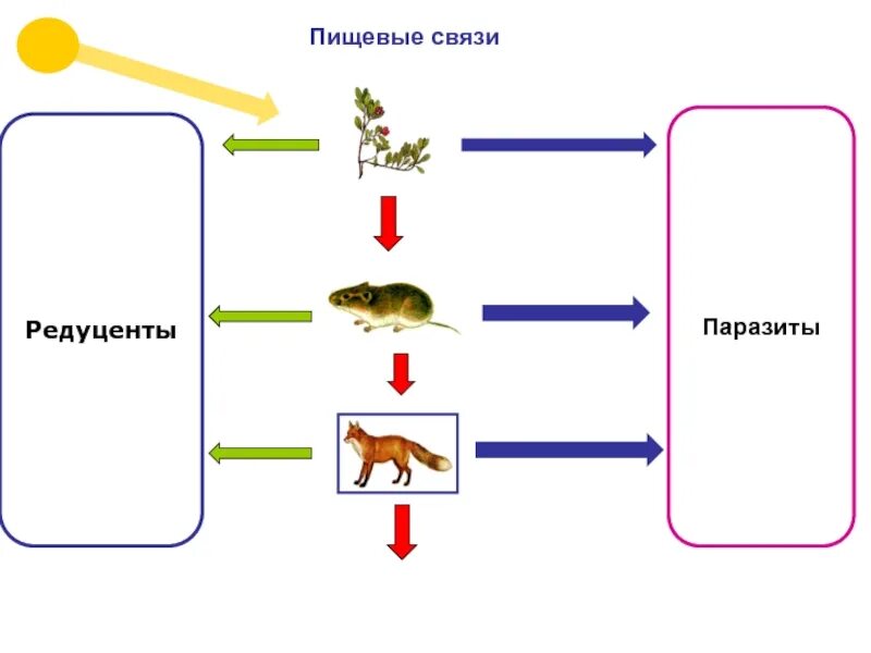 Личинка редуцент. Пищевые связи. Пищевые взаимосвязи. Пищевые связи это в биологии. Пищевая связь простая.