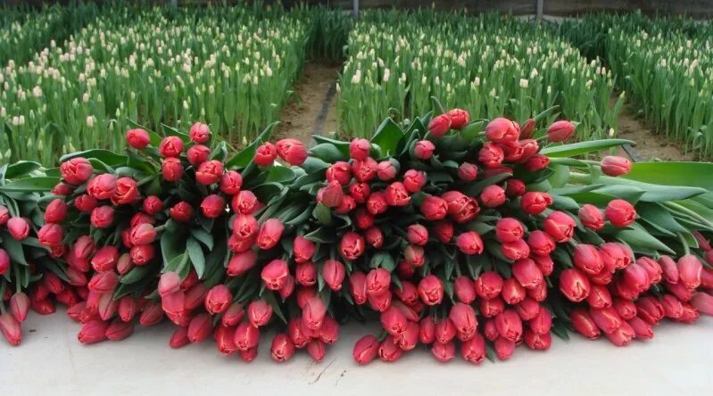 Тюльпан денмарк. Тюльпаны оптом к 8. Тюльпаны оптом к 8. Тюльпаны оптом к 8. Тюльпаны на складе.