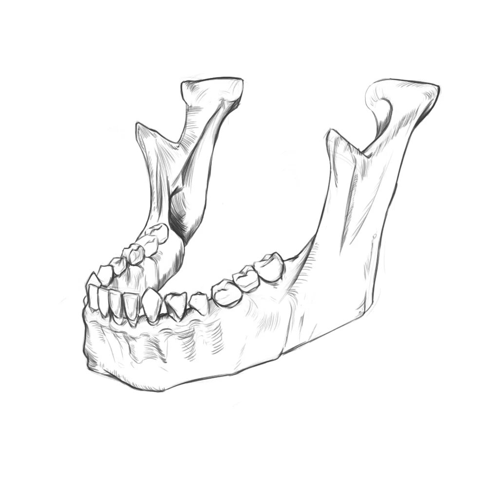 Нижняя челюсть (mandibula). Mandibula анатомия. Nijnyaya chelust. Нижняя челюсть анатомия. Челюсть на английском